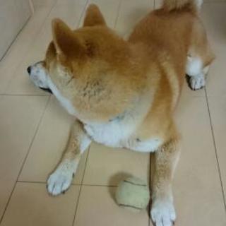 柴犬友達