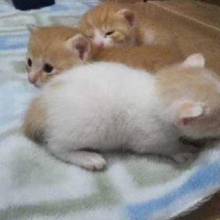 猫の里親募集 - 猫