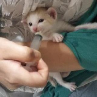 猫の里親募集 - 亘理郡
