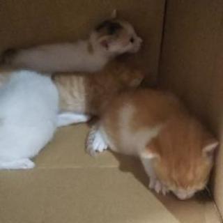 猫の里親募集 − 宮城県