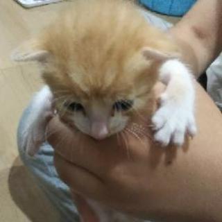 猫の里親募集 - 里親募集