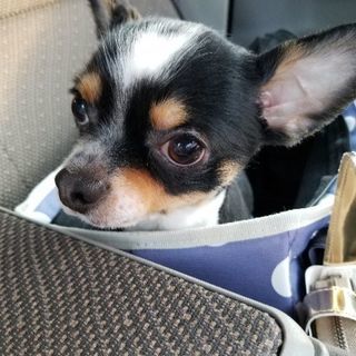 2歳男の子のチワワです