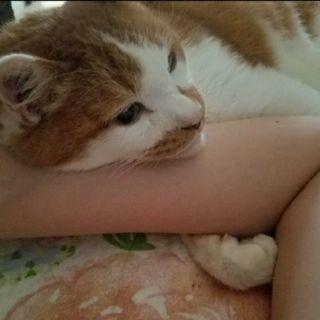 [急募です]成猫7歳 まだまだ元気です。