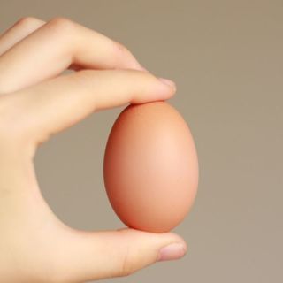 にわとりのメスの里親募集