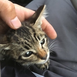 生後1ヶ月半の子猫(たぶんオス)です