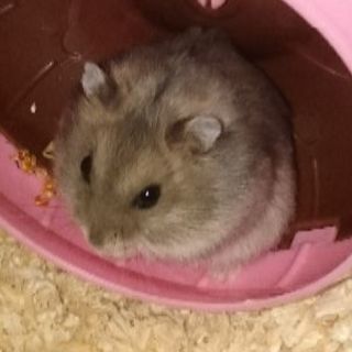 ジャンガリアンハムスターの赤ちゃん