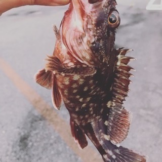 三重県内でのルアー釣り