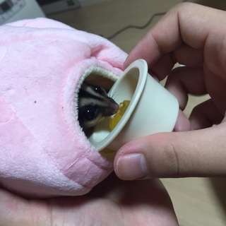 フクロモモンガ
