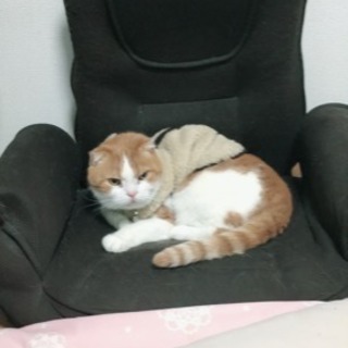 スコティッシュゴールド