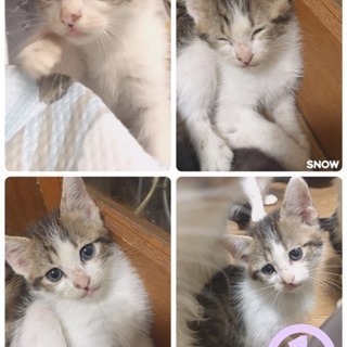 里親さんになってあげて下さい！！