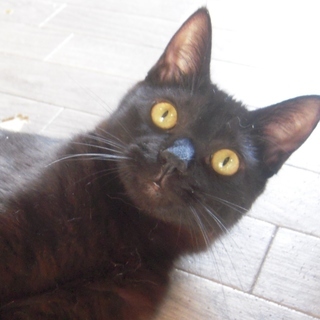 里親さま決定♪　誰よりも猫じゃらしを愛する猫★よりすけ君　6~7ヶ月