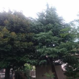 お庭のお手入れ 植木屋をお探しの方！ - 剪定/造園