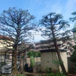 お庭のお手入れ 植木屋をお探しの方！ − 千葉県