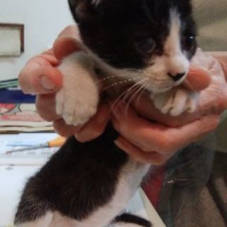 生後2ヶ月　子猫の里親さまを探してます
