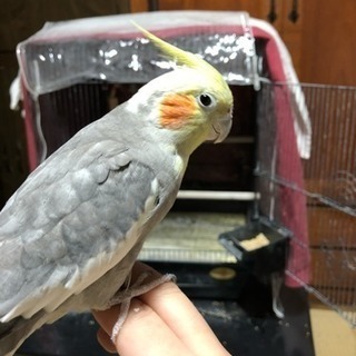 オカメインコ明日までに取引できる方 - 大分市