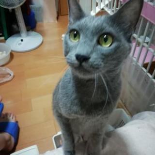 【譲渡先決定】ロシアンブルー 6才 男の子 去勢済