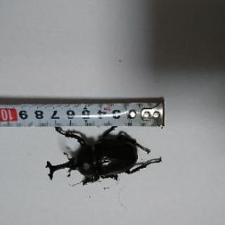 カブトムシ 雄の画像