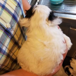 チャイニーズクレステッドドッグ(パウダーパフ)の子犬の里親募集 - 相模原市