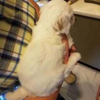 チャイニーズクレステッドドッグ(パウダーパフ)の子犬の里親募集 − 神奈川県