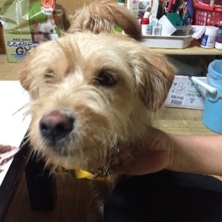 ミックス犬の里親さん募集