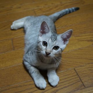 もうすぐ３か月の男の子  　募集を一時停止します