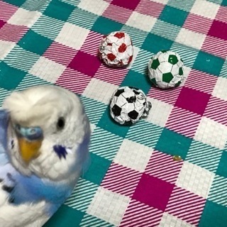インコが迷子です
