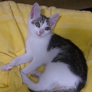 生後3ヶ月程度のメス猫を貰って頂ける方募集しています。