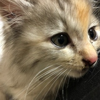 子猫メス美猫甘えんぼう