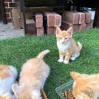 茶トラの仔猫の黒猫性別不明即引取可能