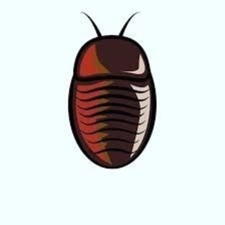 デュビア300匹