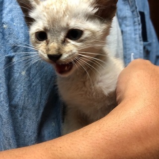 捨て猫
