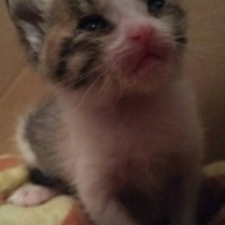 可愛い子猫ちゃんと家族になって下さる方募集します。