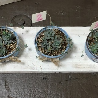 ☆ 多肉植物 ☆150円〜  リメイク缶付きの画像