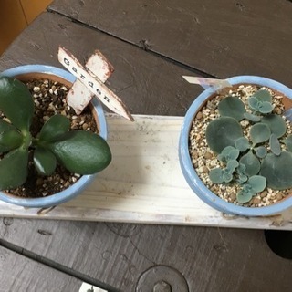 ☆ 多肉植物 ☆150円〜  リメイク缶付きの画像