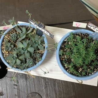 ☆ 多肉植物 ☆150円〜  リメイク缶付きの画像