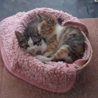 2ヶ月の仔猫です😃
