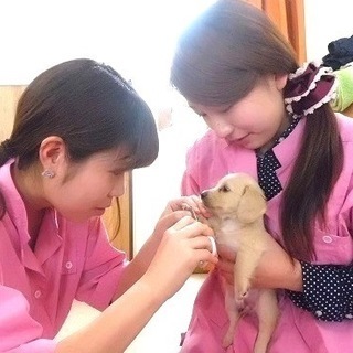 ご愛犬と一緒に！日曜フリータイム制トリミング技術習得コースでお気...