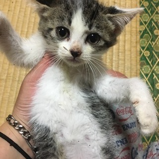 ふわふわにゃんこ