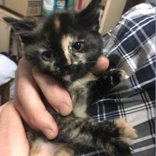 子猫の里親さん募集です(９)の画像