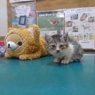里親決定！有難うございました！行き場のない可愛い子猫達の家族にな...
