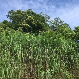 【売地】京都で177坪の山林 - 亀岡市