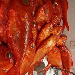 船釣り(沖釣り)専門FC De-ep S - その他