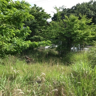 【売地】京都で177坪の山林 - 土地販売/土地売買