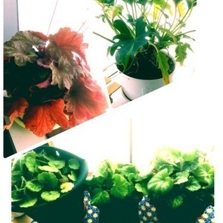 観葉植物あれこれの画像