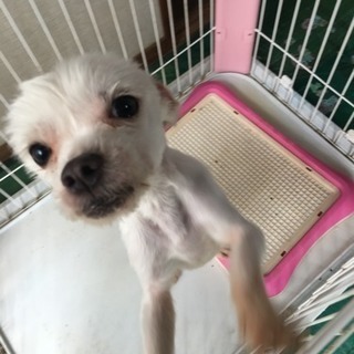 急募【小型ミックス犬オス3匹】