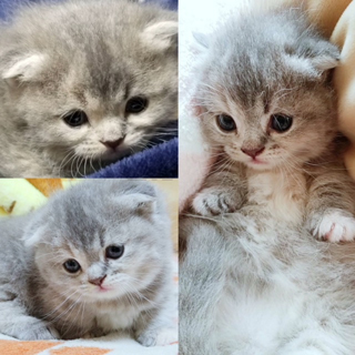 ミヌエットのおんなのこ