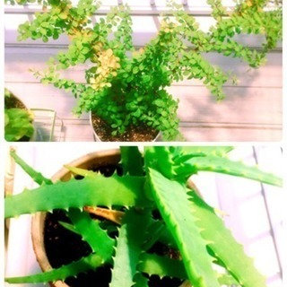 観葉植物あれこれの画像