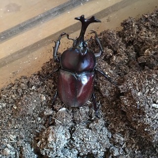 カブトムシの画像