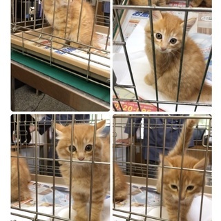 行き場の無い茶トラ3兄弟5/1生まれです！家族になってください