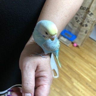 無事に里親さんが見つかりました。手乗りセキセイインコ